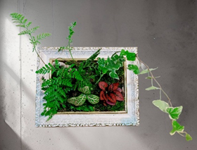 立體框植成品示意圖