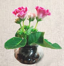 半水耕「大岩桐」成品示意圖